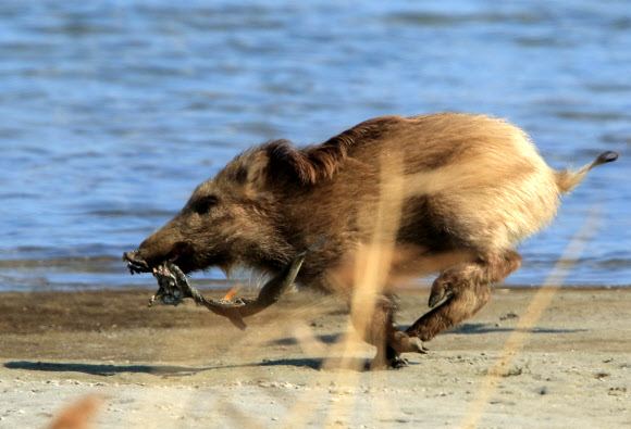숭어 물고 달리는 멧돼지