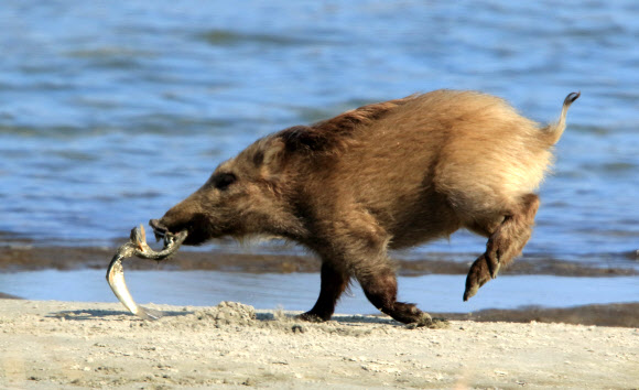 나는 낭만 멧돼지
