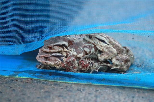 겨울잠 깬 두꺼비 ‘사랑과 전쟁’