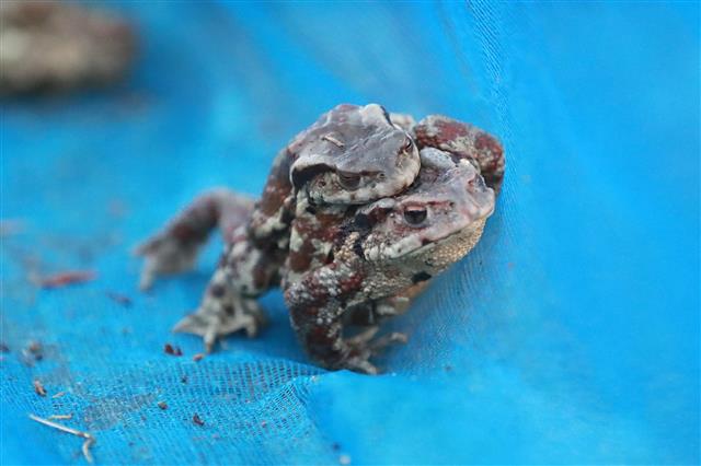 겨울잠 깬 두꺼비 짝짓기