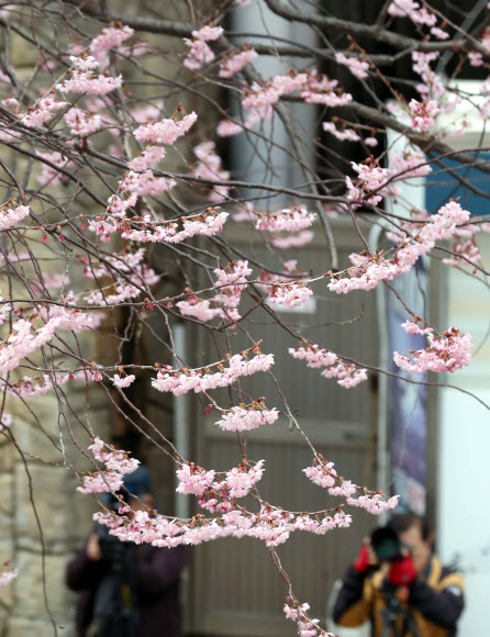봄이 왔어요 벚꽃 활짝