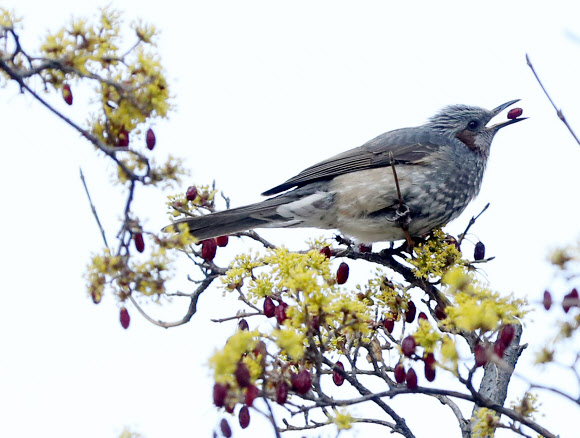 직박구리의 행복한 봄
