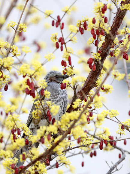 함께 맺힌 산수유 꽃과 열매