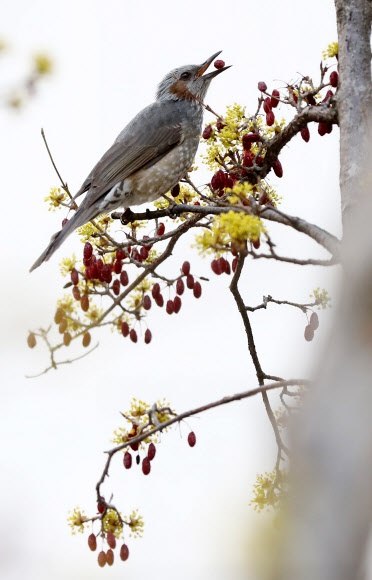봄 만찬 즐기는 직박구리