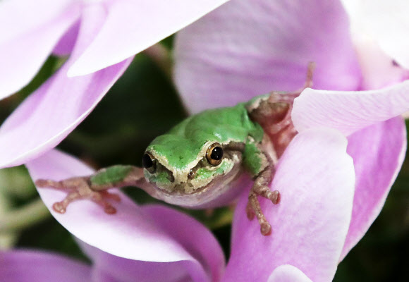 수줍게 고개 내민 청개구리