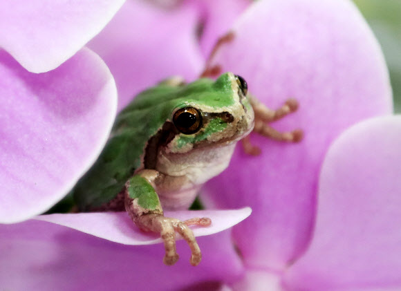수줍게 고개 내민 청개구리