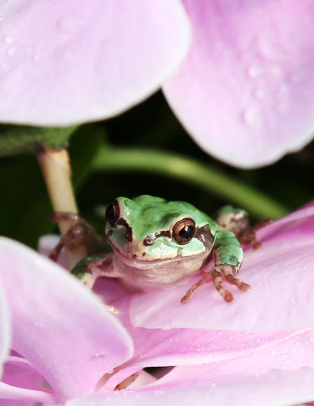 수줍게 고개 내민 청개구리