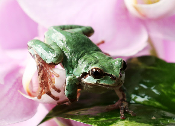청개구리의 수줍은 봄 인사