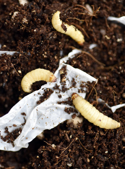 벌레가 플라스틱 야금야금