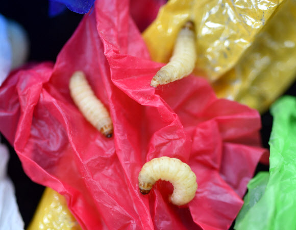 비닐 먹는 꿀벌부채명나방 애벌레