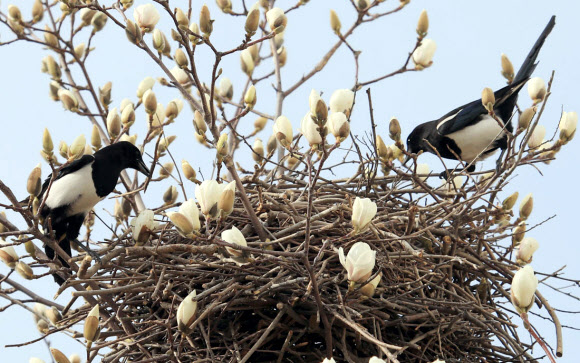 지난 6일 까치 부부 한 쌍이 사람이 자주 드나드는 경남지방경찰청 정원 앞 목련 나무에 둥지를 만들고 있다.  까치는 대부분 높은 나무 꼭대기 근처에 둥지를 틀지만, 이 까치들은 사람이 자주 드나드는 경남경찰청 정원에 용감하게 등지를 마련했다. 2019.3.7  최종수 생태사진작가 제공