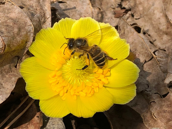 계룡산국립공원사무소는 봄을 전해주는 야생화인 복수초가 계룡산에 만개했다고 8일 밝혔다. 지난 6일 촬영된 복수초. 2019.3.8  계룡산국립공원사무소 제공