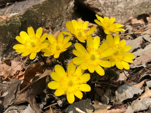 계룡산국립공원사무소는 봄을 전해주는 야생화인 복수초가 계룡산에 만개했다고 8일 밝혔다. 지난 6일 촬영된 복수초. 2019.3.8  계룡산국립공원사무소 제공