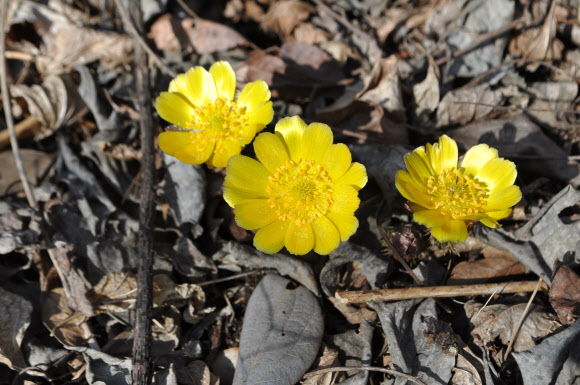 계룡산국립공원사무소는 봄을 전해주는 야생화인 복수초가 계룡산에 만개했다고 8일 밝혔다. 지난 6일 촬영된 복수초. 2019.3.8  계룡산국립공원사무소 제공