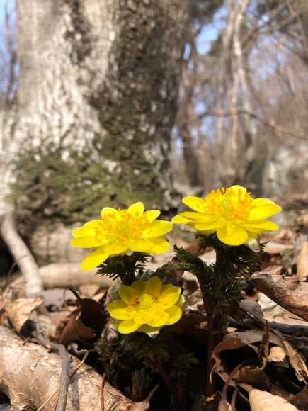 계룡산국립공원사무소는 봄을 전해주는 야생화인 복수초가 계룡산에 만개했다고 8일 밝혔다. 지난 6일 촬영된 복수초. 2019.3.8  계룡산국립공원사무소 제공