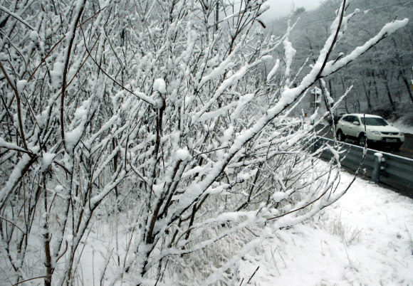 춘삼월 대관령에 봄눈 펑펑