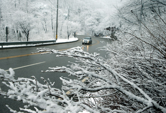 춘삼월 대관령에 봄눈 펑펑