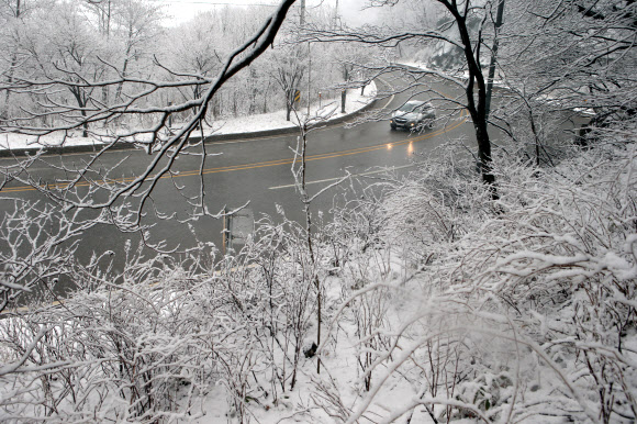 춘삼월 대관령에 봄눈 펑펑