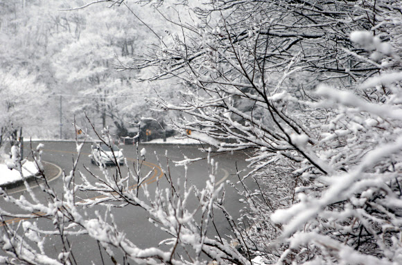 봄 시샘하는 대관령 눈