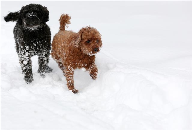 지난밤 강원 산지에 많은 눈이 내린 16일 강원도 평창군 대관령마을휴게소에서 강아지 두 마리가 눈 밭을 거닐고 있다. 2019.3.16 뉴스1