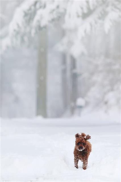 지난밤 강원 산지에 많은 눈이 내린 16일 강원도 평창군 대관령마을휴게소에서 한 강아지가 눈 밭을 뛰놀고 있다. 2019.3.16 뉴스1
