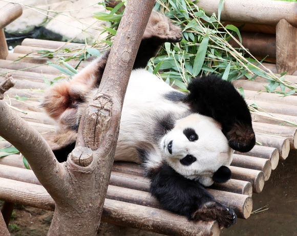 춘곤증 몰려오는 봄날 오후