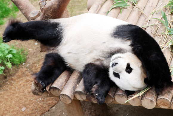 춘곤증 몰려오는 봄날 오후