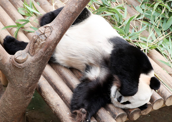 낮잠 자는 판다
