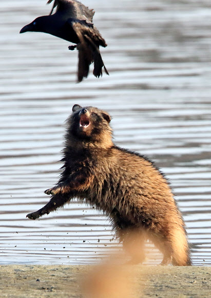 19일 오전 강원 강릉시 남대천에서 너구리와 까마귀가 영역다툼을 하고 있다. 2019.3.19  연합뉴스