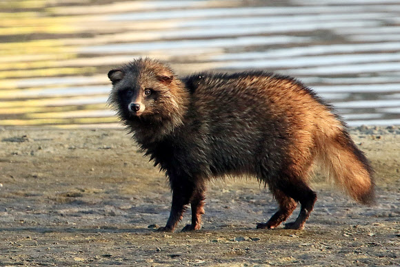 19일 오전 강원 강릉시 남대천에서 너구리 한 마리가 먹이를 찾고 있다. 2019.3.19  연합뉴스