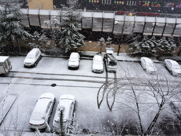 강원 봄 시샘 눈