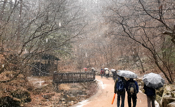 춘삼월 기습 폭설