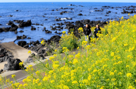 제21회 서귀포 유채꽃 국제걷기대회 이틀째인 24일 오전 관광객들이 유채꽃이 활짝 핀 제주 서귀포시 법환동 해안가를 걷고 있다. 2019.3.24  연합뉴스