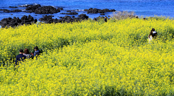제21회 서귀포 유채꽃 국제걷기대회 이틀째인 24일 오전 관광객들이 유채꽃이 활짝 핀 제주 서귀포시 법환동 해안가를 걷고 있다. 2019.3.24  연합뉴스