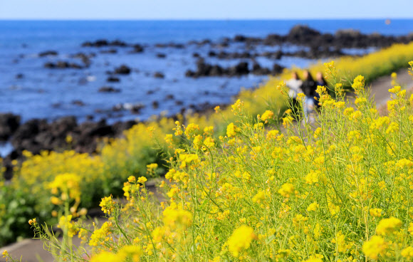 제21회 서귀포 유채꽃 국제걷기대회 이틀째인 24일 오전 관광객들이 유채꽃이 활짝 핀 제주 서귀포시 법환동 해안가를 걷고 있다. 2019.3.24  연합뉴스