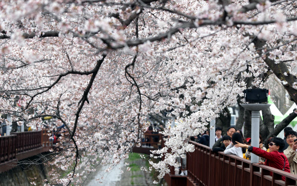 바야흐로 벚꽃 계절