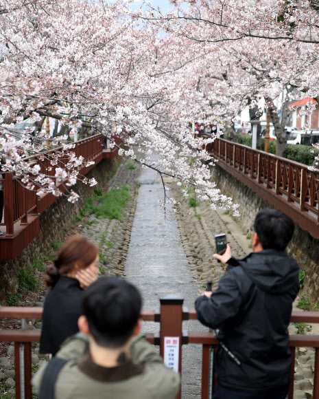 바야흐로 벚꽃 계절