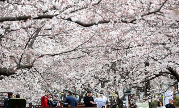 바야흐로 벚꽃 계절