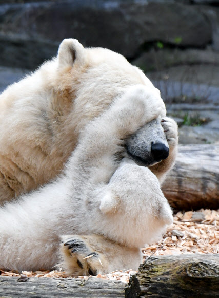 북극곰 새끼와 어미가 26일(현지시간) 독일 베를린의 티에르파크 동물원에서 한가한 시간을 보내고 있다. AFP 연합뉴스 