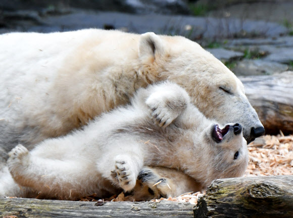 북극곰 새끼와 어미가 26일(현지시간) 독일 베를린의 티에르파크 동물원에서 한가한 시간을 보내고 있다. AFP 연합뉴스