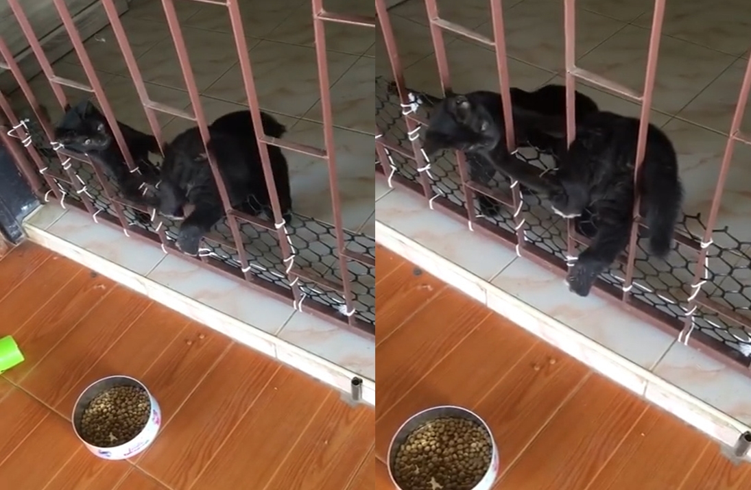 거실 안 쪽 고양이를 만나기 위해 사력을 다해 철로된 망을 넘는 새끼 강아지 모습(유튜브 영상 캡처)