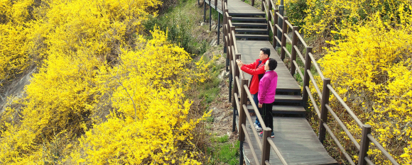 23일 응봉산에 개나리가 만개했다. 2019.3.28. 박지환 기자 popocar@seoul.co.kr