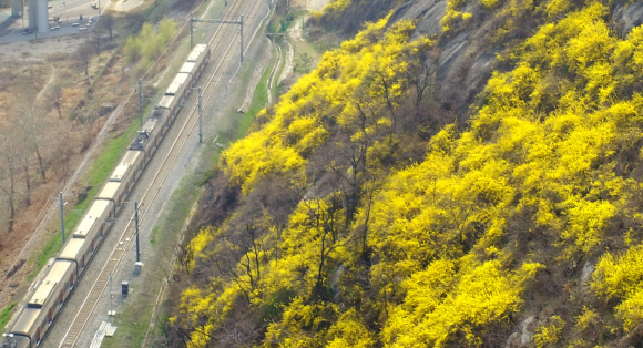 28일 서울 응봉산에 개나리가 만개해 있다. 2019.3.28 박지환 기자 popocar@seoul.co.kr