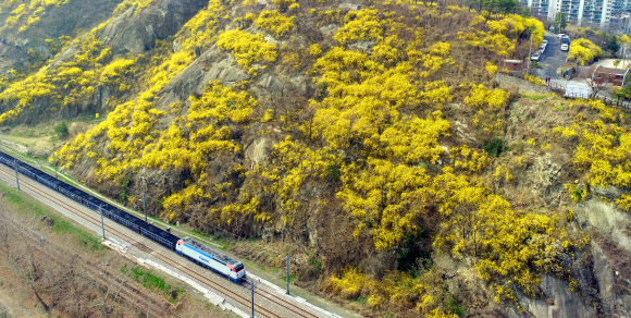 23일 응봉산에 개나리가 만개했다. 2019.3.28. 박지환 기자 popocar@seoul.co.kr