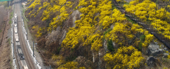 23일 응봉산에 개나리가 만개했다. 2019.3.28. 박지환 기자 popocar@seoul.co.kr