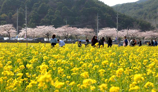 벚꽃과 어우러진 유채꽃