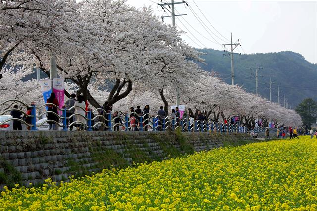 벚꽃과 함께 즐기는 삼척 유채꽃 축제