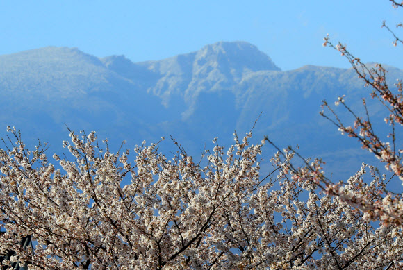 ‘벚꽃도, 상고대도 활짝’