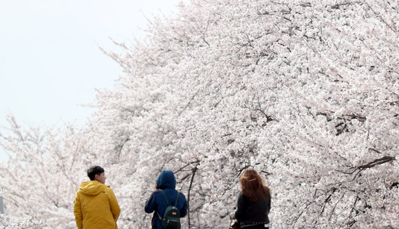 진해 벚꽃 활짝
