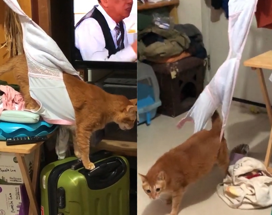 여성 브라 속으로 몸이 걸려 빠져나오지 못하고 있는 고양이 모습(유튜브 영상 캡처)